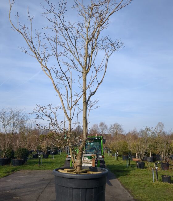 Cornus kousa 'Venus'