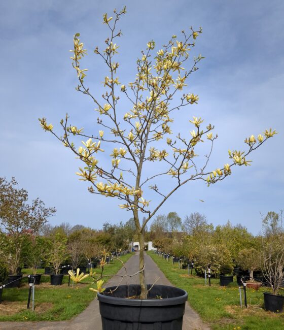 Magnolia Butterflies       (licht gele bloem)