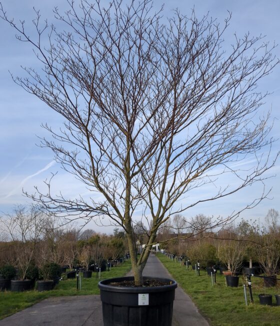 Cornus alternifolia