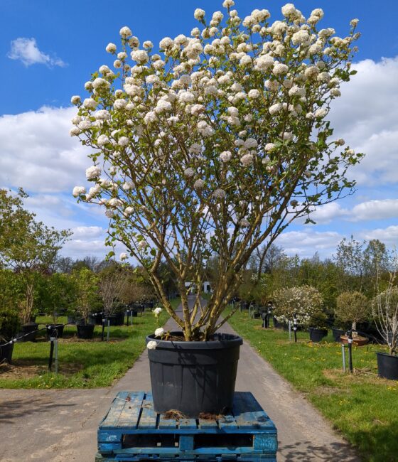 Viburnum Carlcephalum