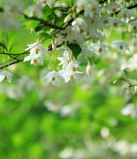 Styrax japonicus