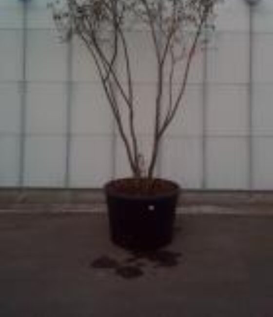 Amelanchier lamarckii