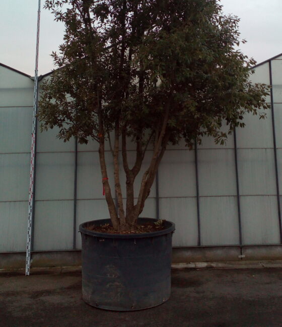 Quercus Ilex