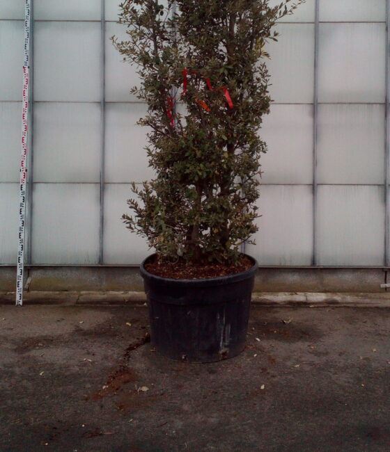 Quercus Ilex