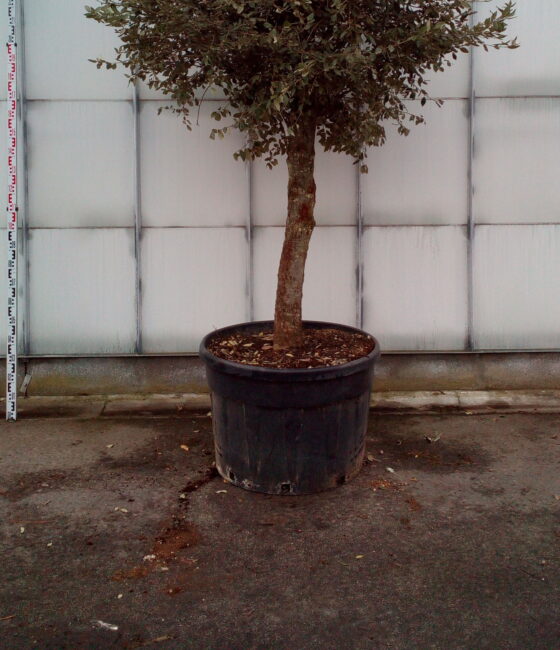 Quercus Ilex