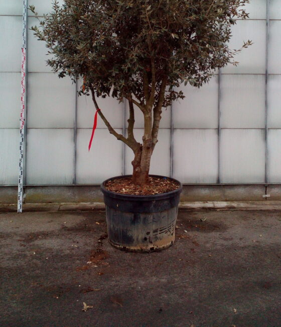 Quercus Ilex