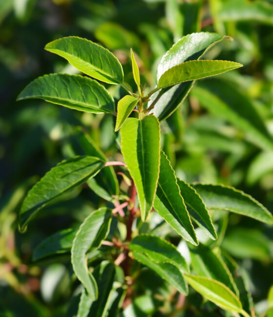 Prunus lusitanica 'Angustifolia'