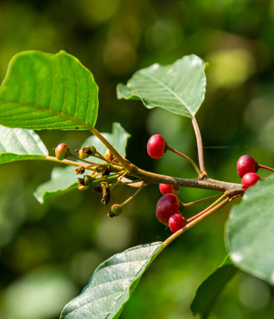 Frangula alnus Fine Line