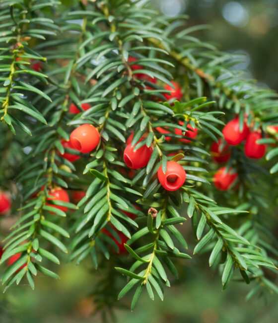 Taxus baccata