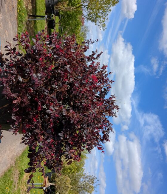 Loropetalum chinense 'Ever Red'