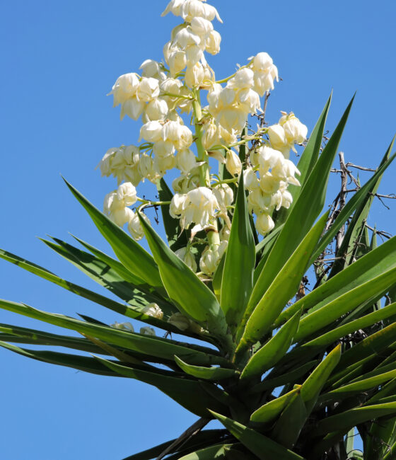 Yucca Rostrata 'Blue Swan'