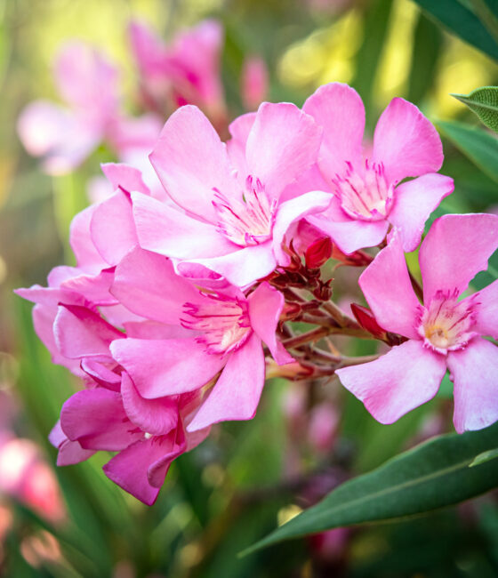 Nerium Oleander (geel/wit)