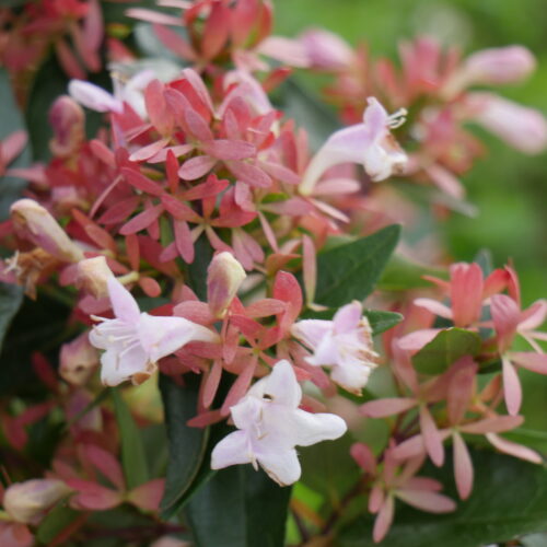 Abelia