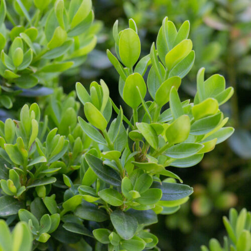 Buxus