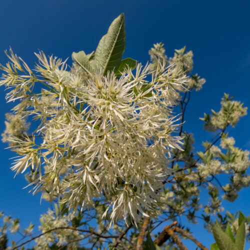 Chionanthus