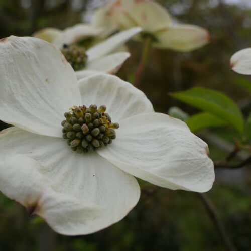 Cornus