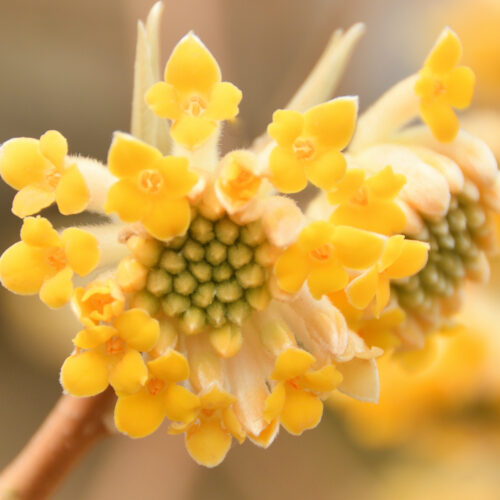 Edgeworthia