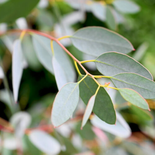 Eucalyptus