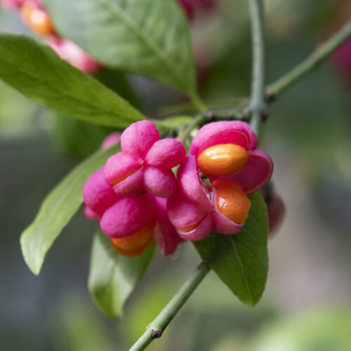 Euonymus