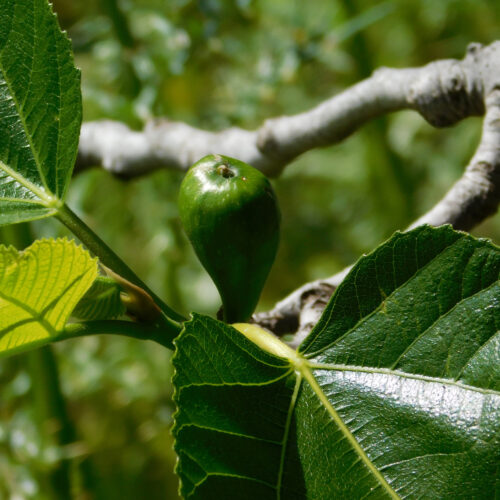 Ficus