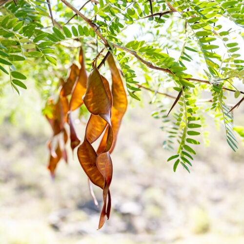 Gleditsia