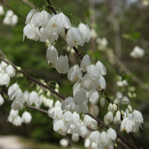 Halesia