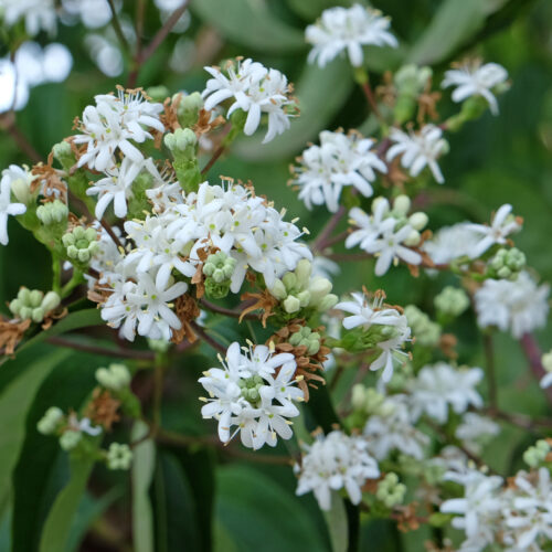 Heptacodium