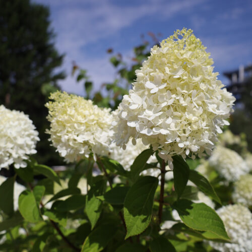 Hydrangea