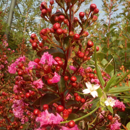 Lagerstroemia