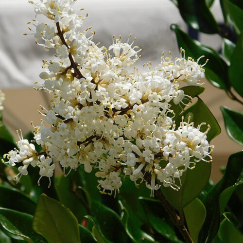 Ligustrum