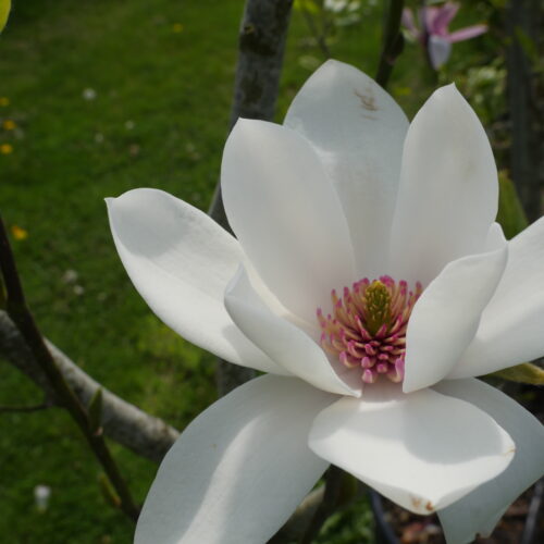 Magnolia