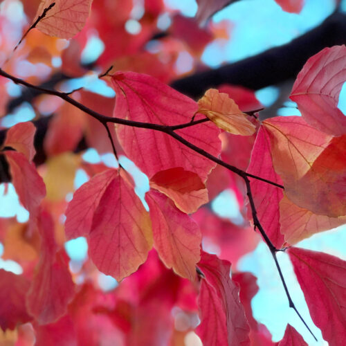 Parrotia