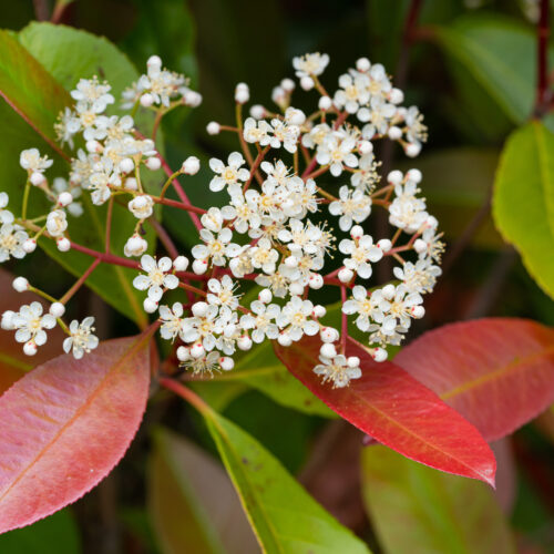 Photinia