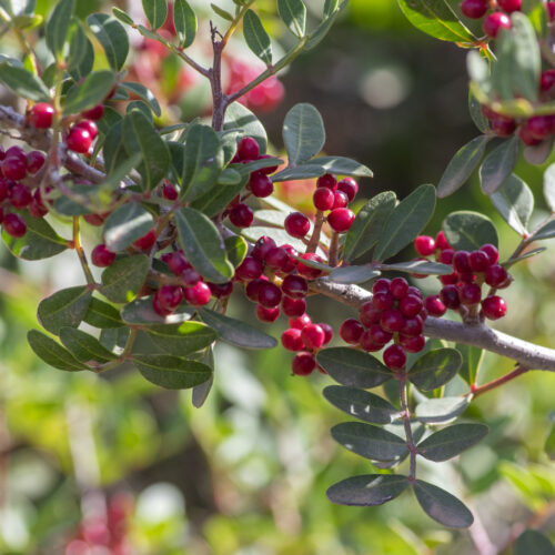 Pistacia