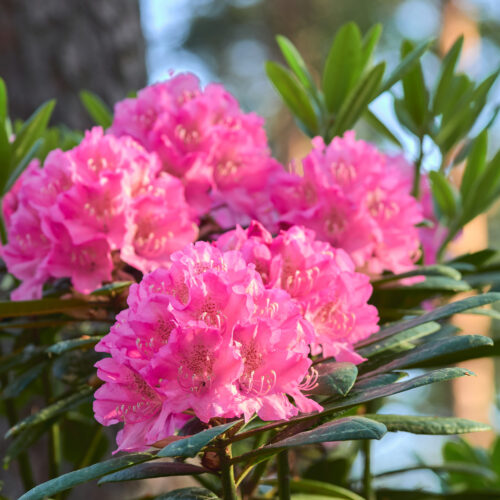 Rhododendron