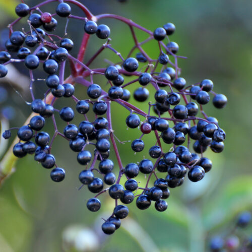 Sambucus