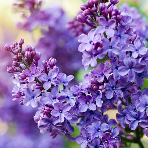 Syringa