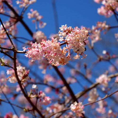 Viburnum