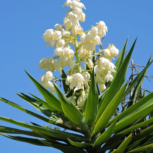 Yucca