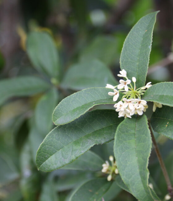 Osmanthus burkwoodii