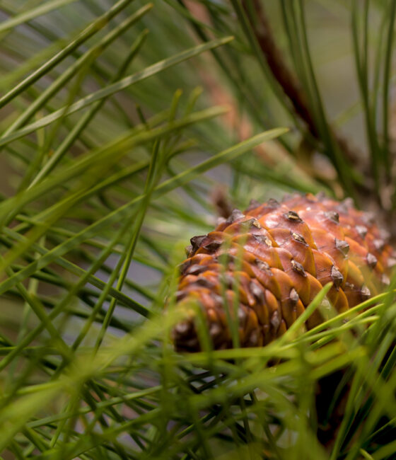 Pinus Pinea