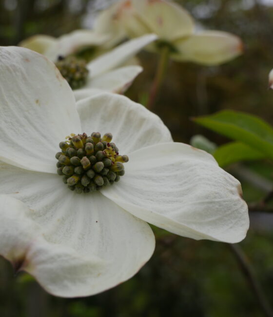 Cornus kousa 'Venus'