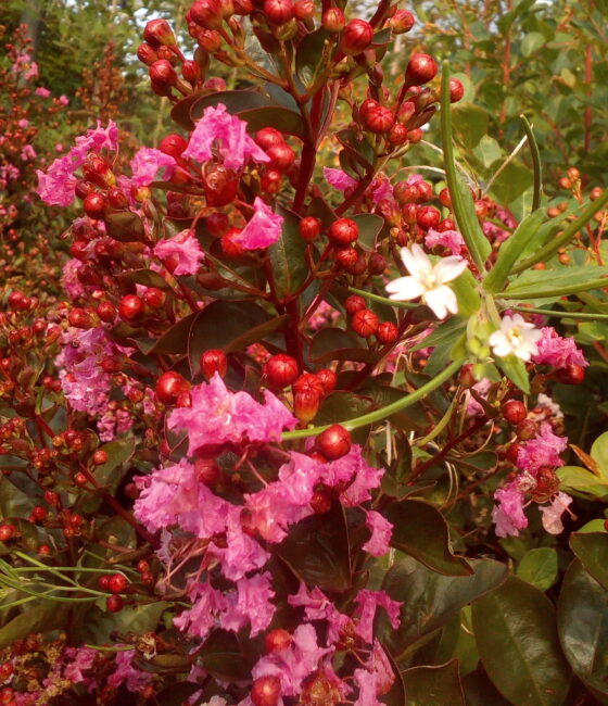 Lagerstroemia Indica Rosea