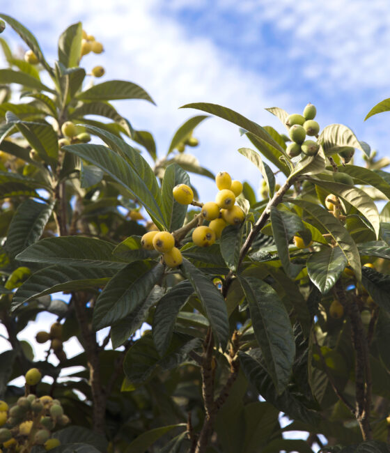 Eriobotrya Japonica