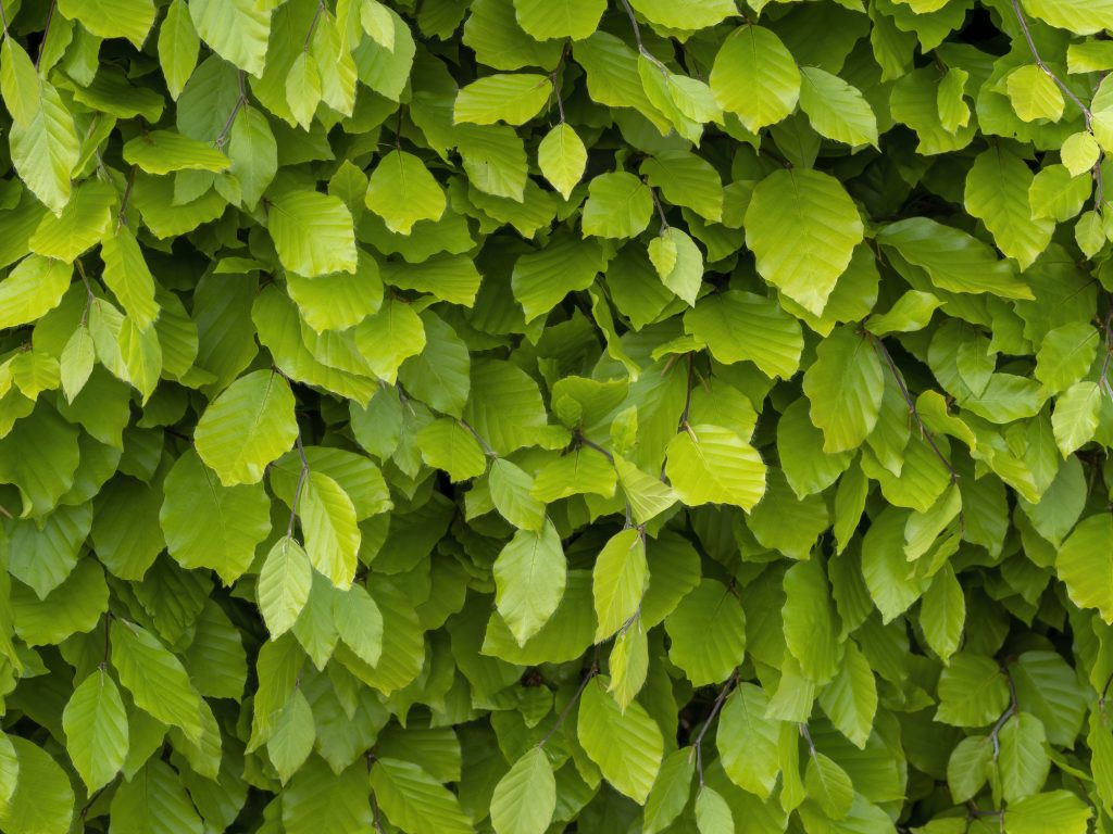 Fagus - Van Colen boomkwekerij